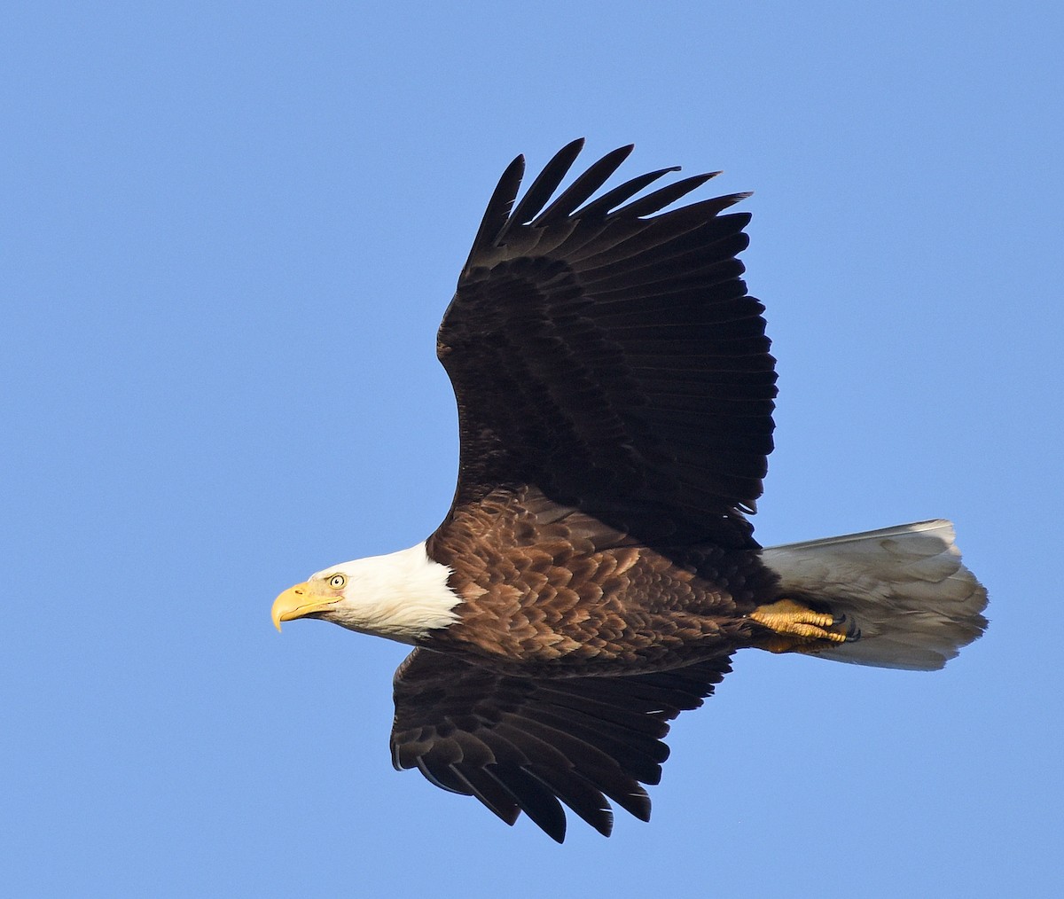 Bald Eagle - Steven Mlodinow