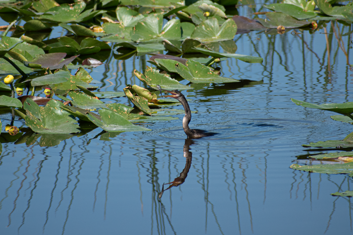 Anhinga - Neil D