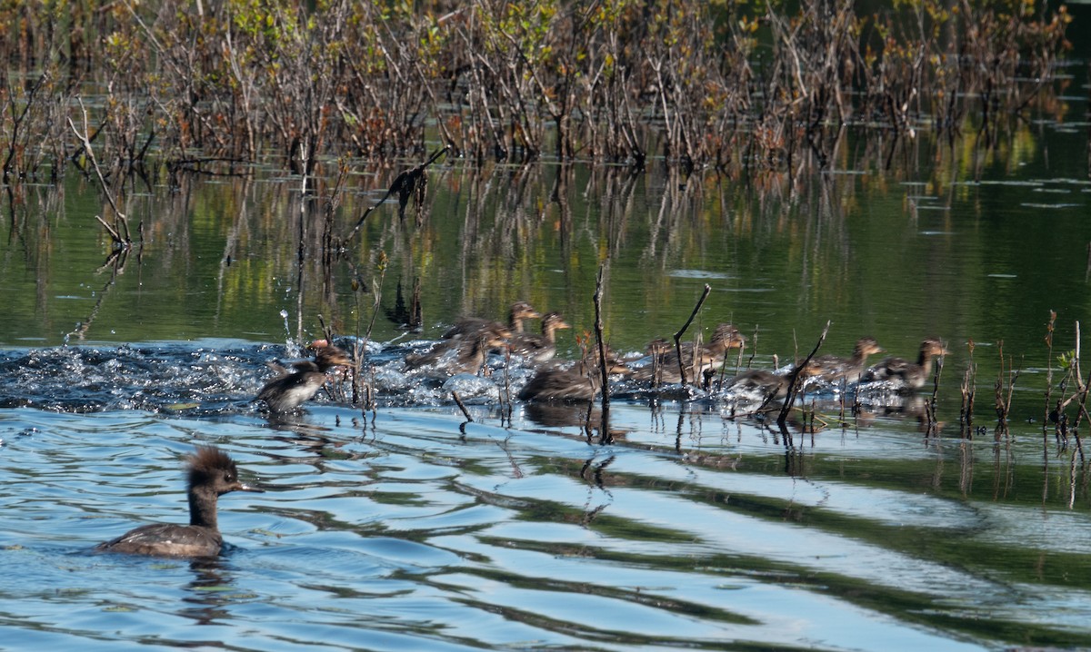 Hooded Merganser - ML619645163