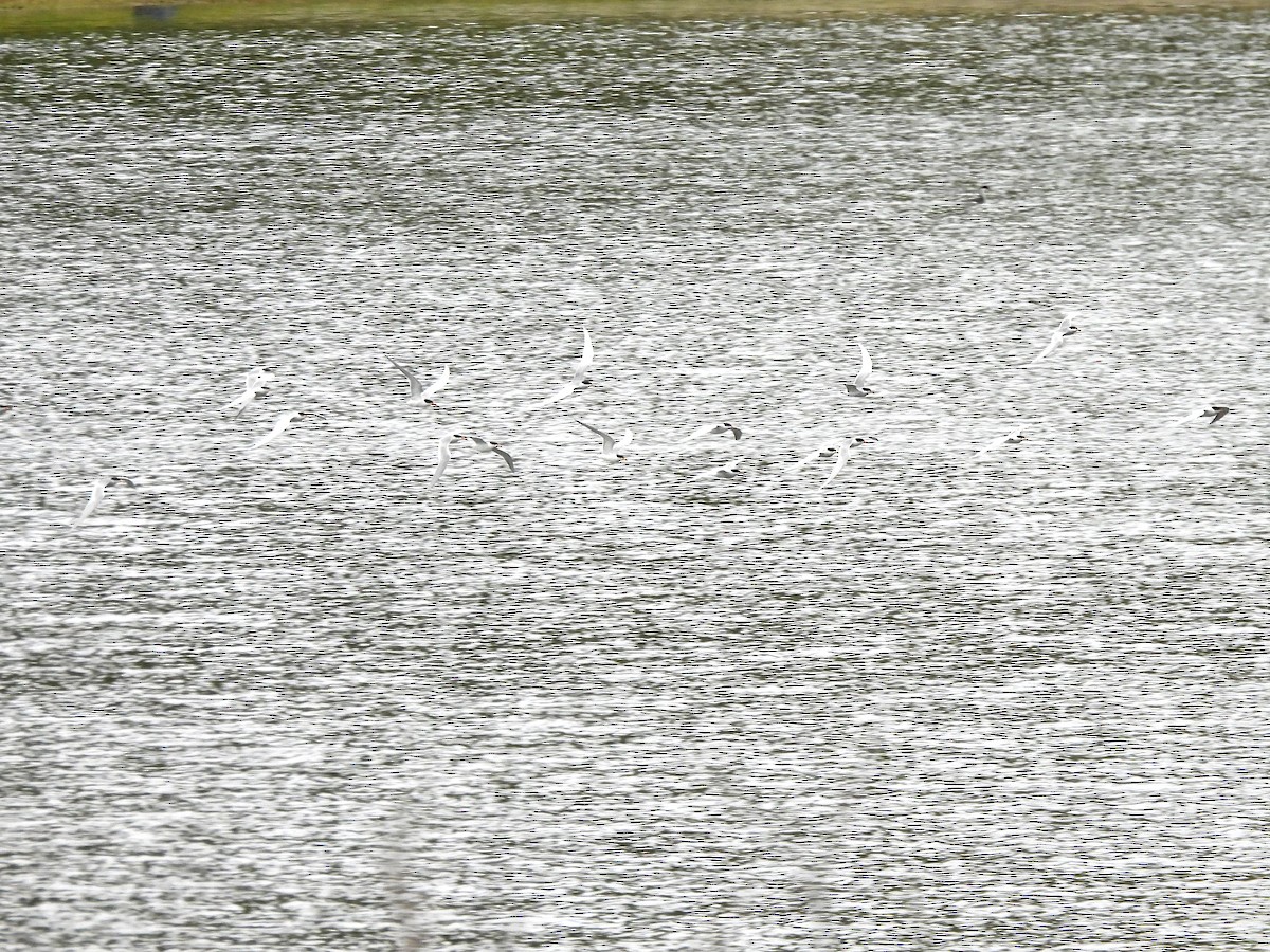 Forster's Tern - Kiandra Mitchell