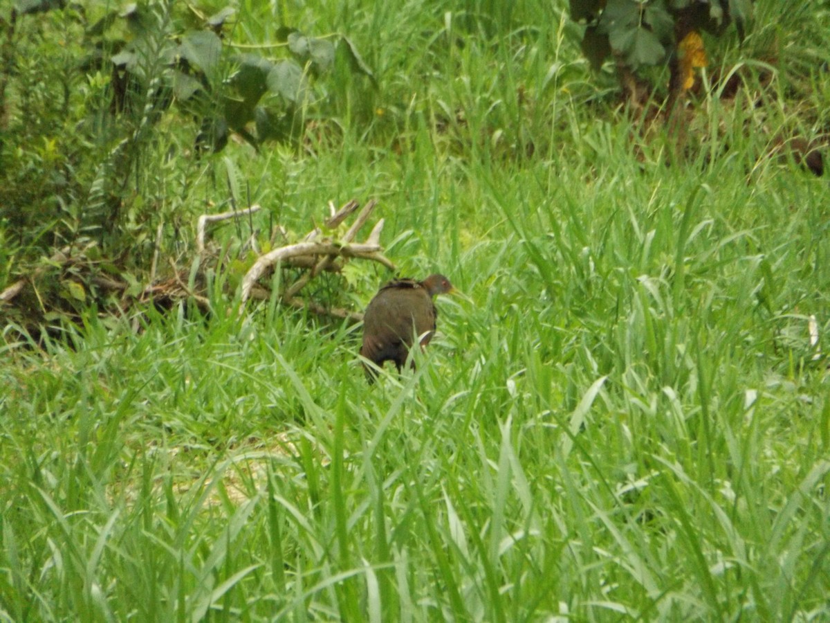 Slaty-breasted Wood-Rail - UEDSON REGO