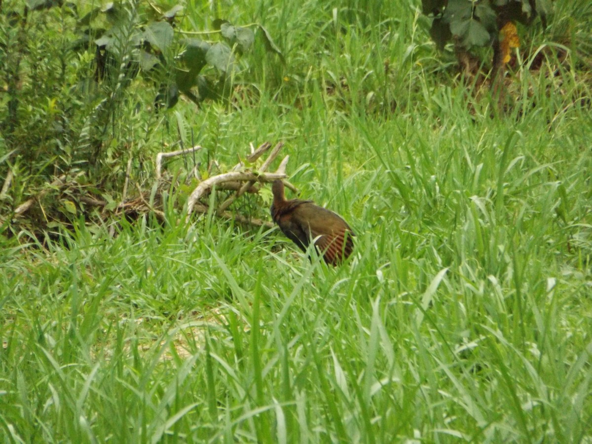 Slaty-breasted Wood-Rail - UEDSON REGO