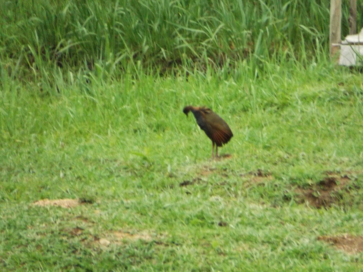 Slaty-breasted Wood-Rail - UEDSON REGO