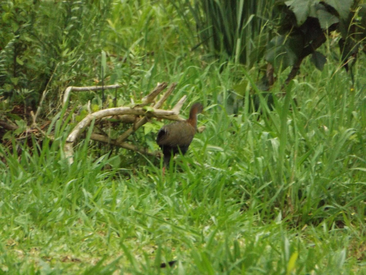 Slaty-breasted Wood-Rail - UEDSON REGO