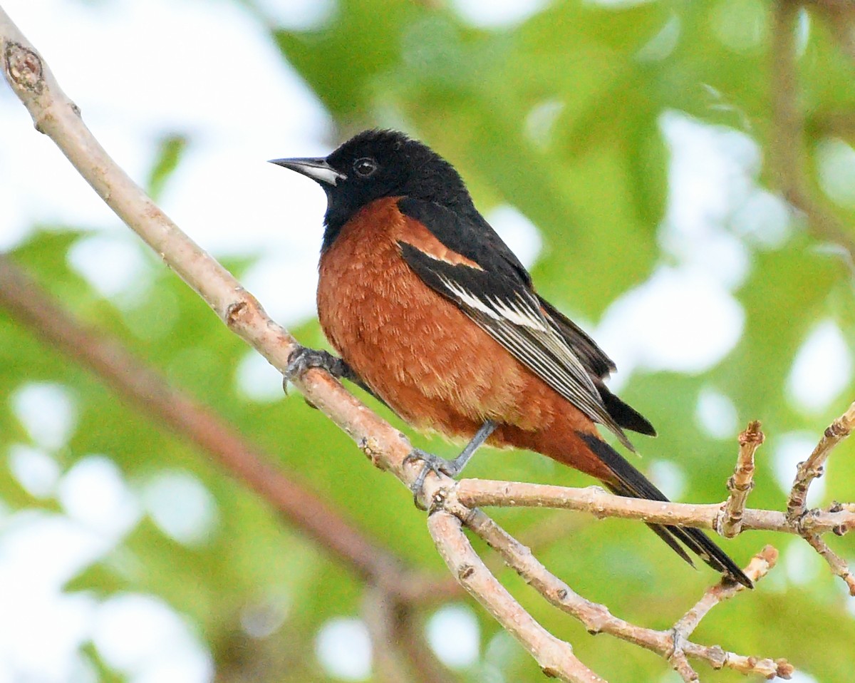 Orchard Oriole - Steven Mlodinow