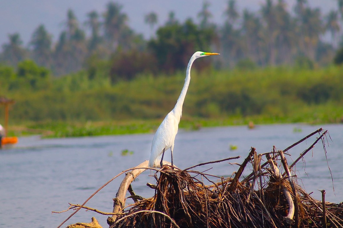 Great Egret - ML619645180