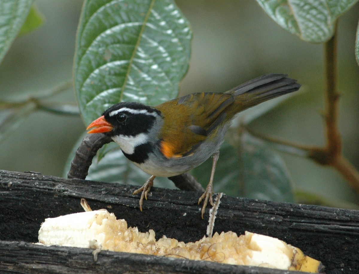 Orange-billed Sparrow - Francisco Sornoza