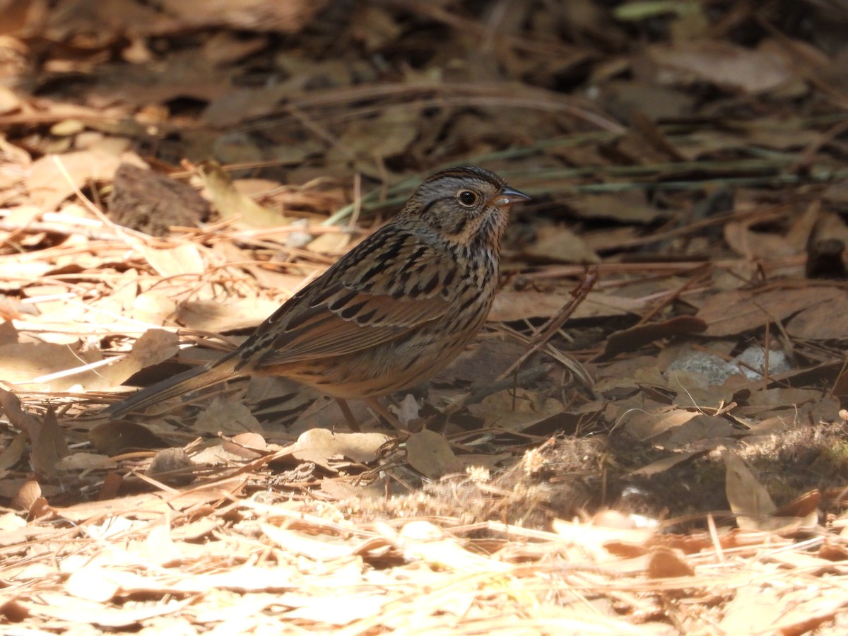 Lincoln's Sparrow - ML619645185