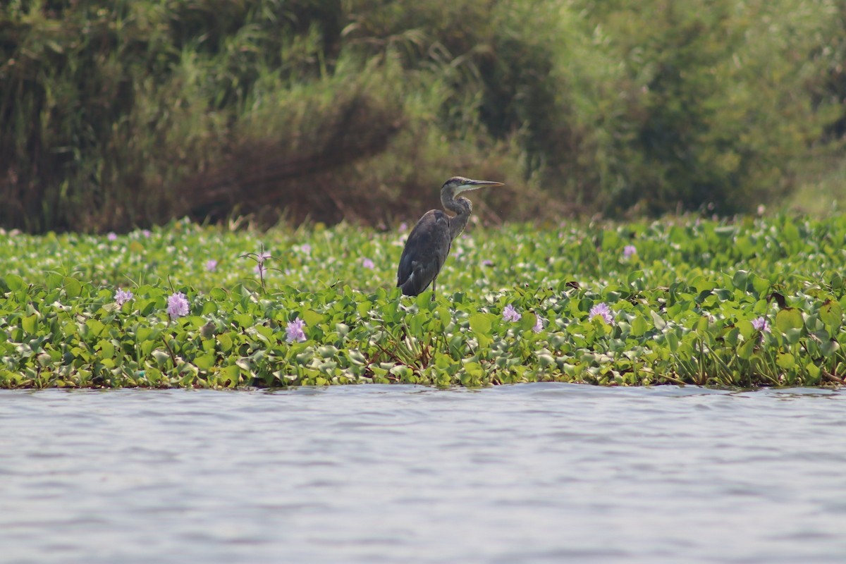 Great Blue Heron - ML619645186