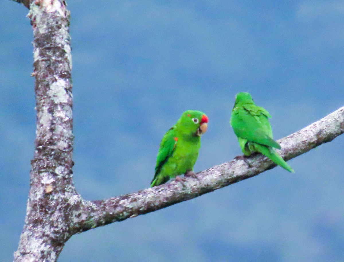 Crimson-fronted Parakeet - John Kugler