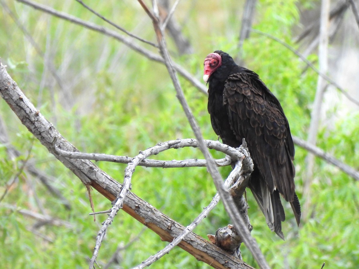 Turkey Vulture - ML619645190