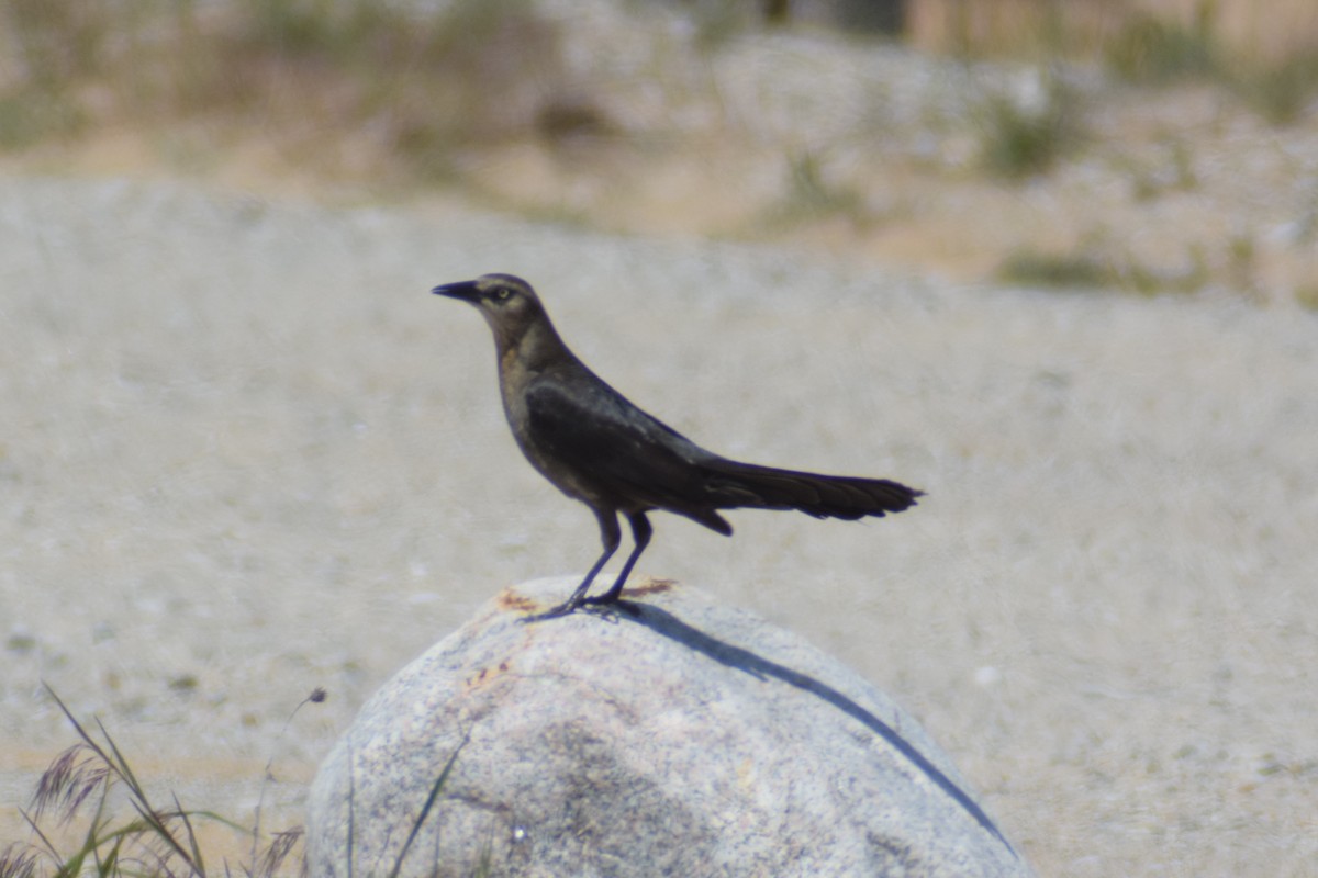 Great-tailed Grackle - ML619645191