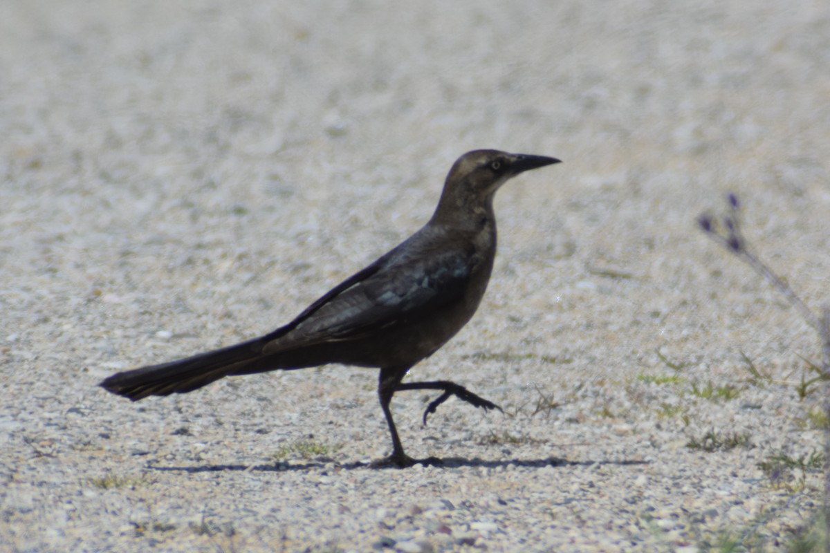 Great-tailed Grackle - ML619645192