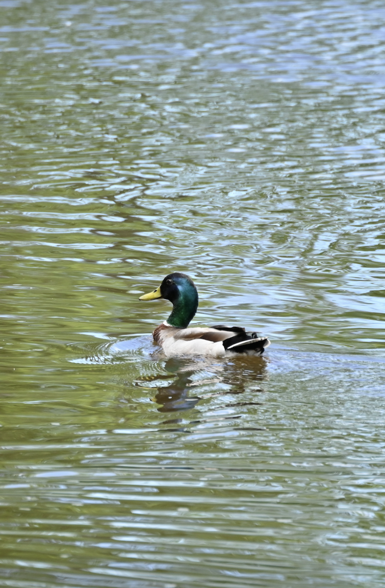 Mallard - Sylvie Rioux