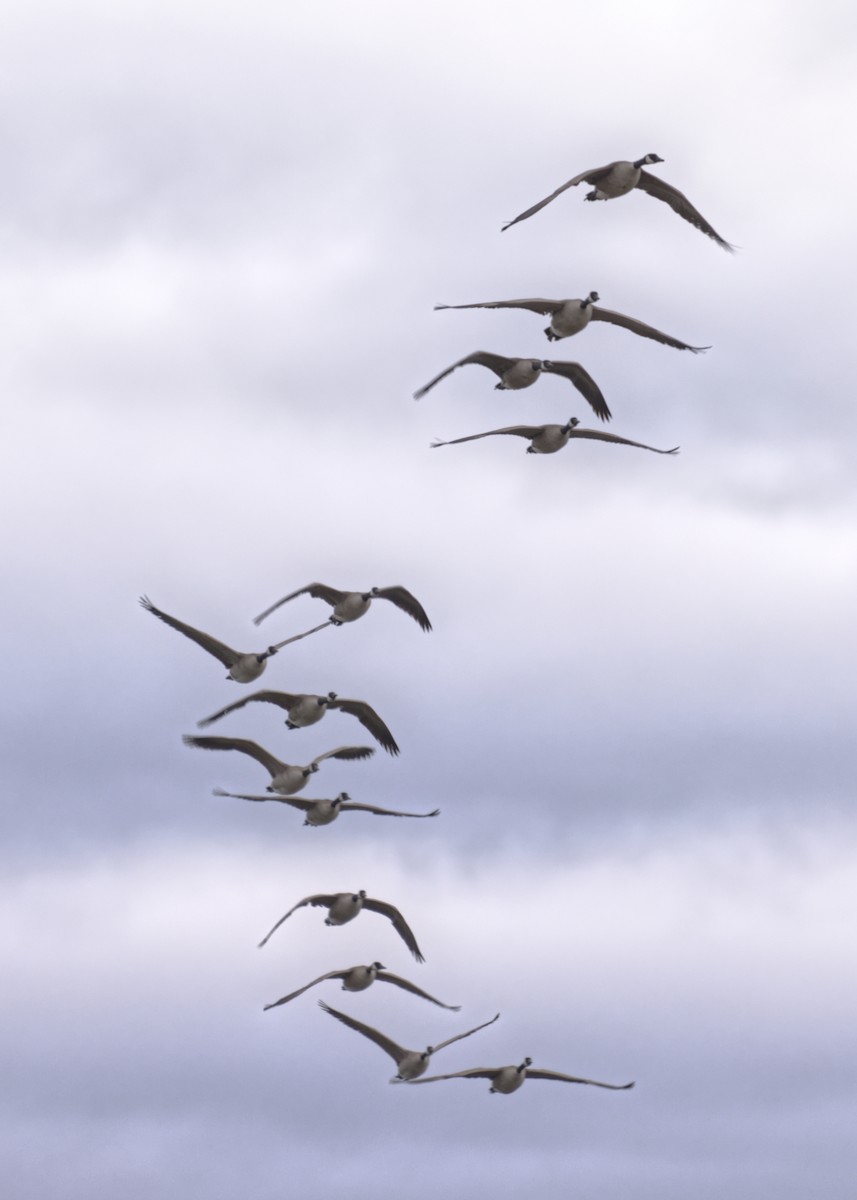 Canada Goose - Anonymous