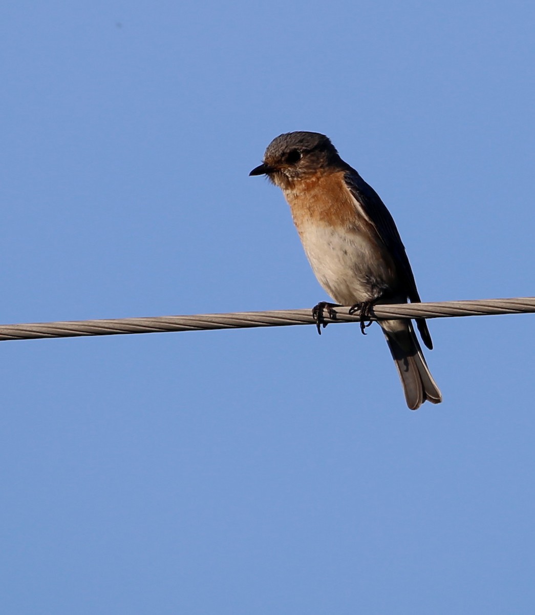 Eastern Bluebird - Yves Dugré