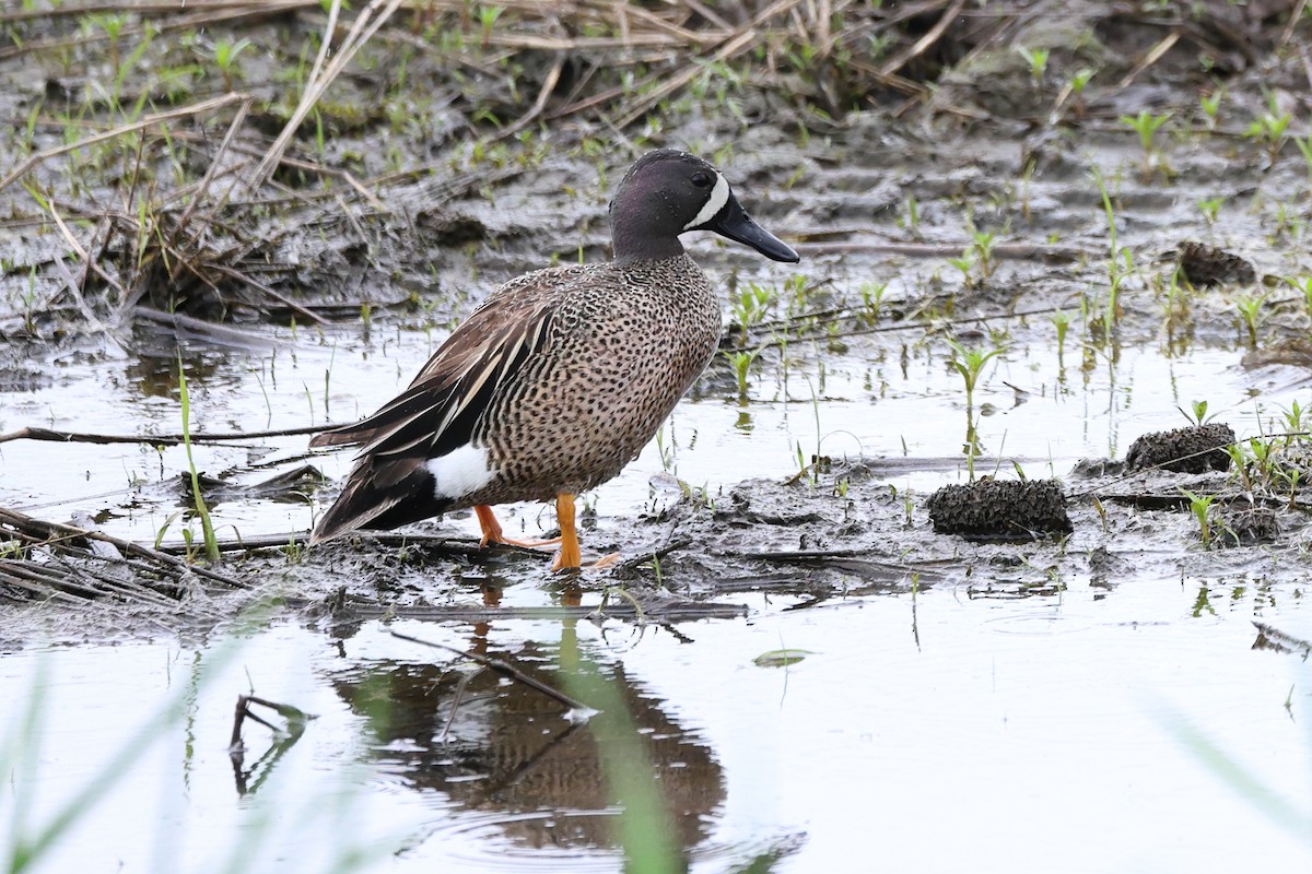 Blue-winged Teal - Darcy Pinotti