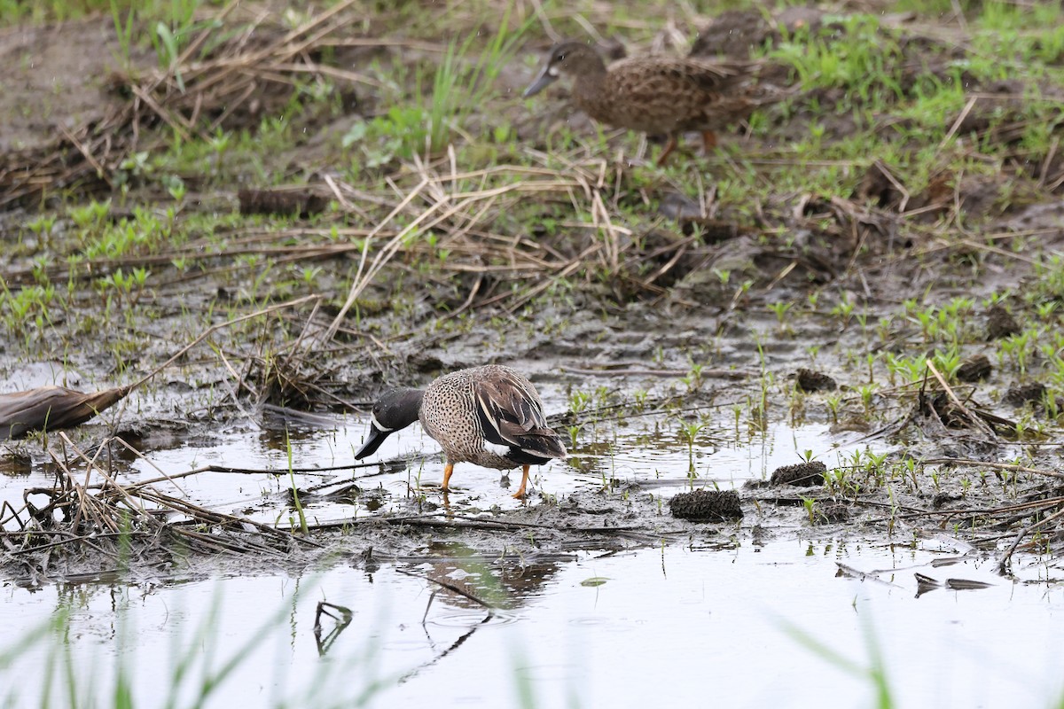 Blue-winged Teal - Darcy Pinotti