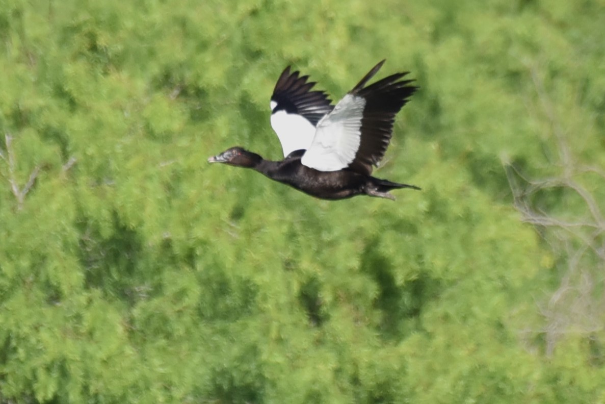 Muscovy Duck - Bruce Mast