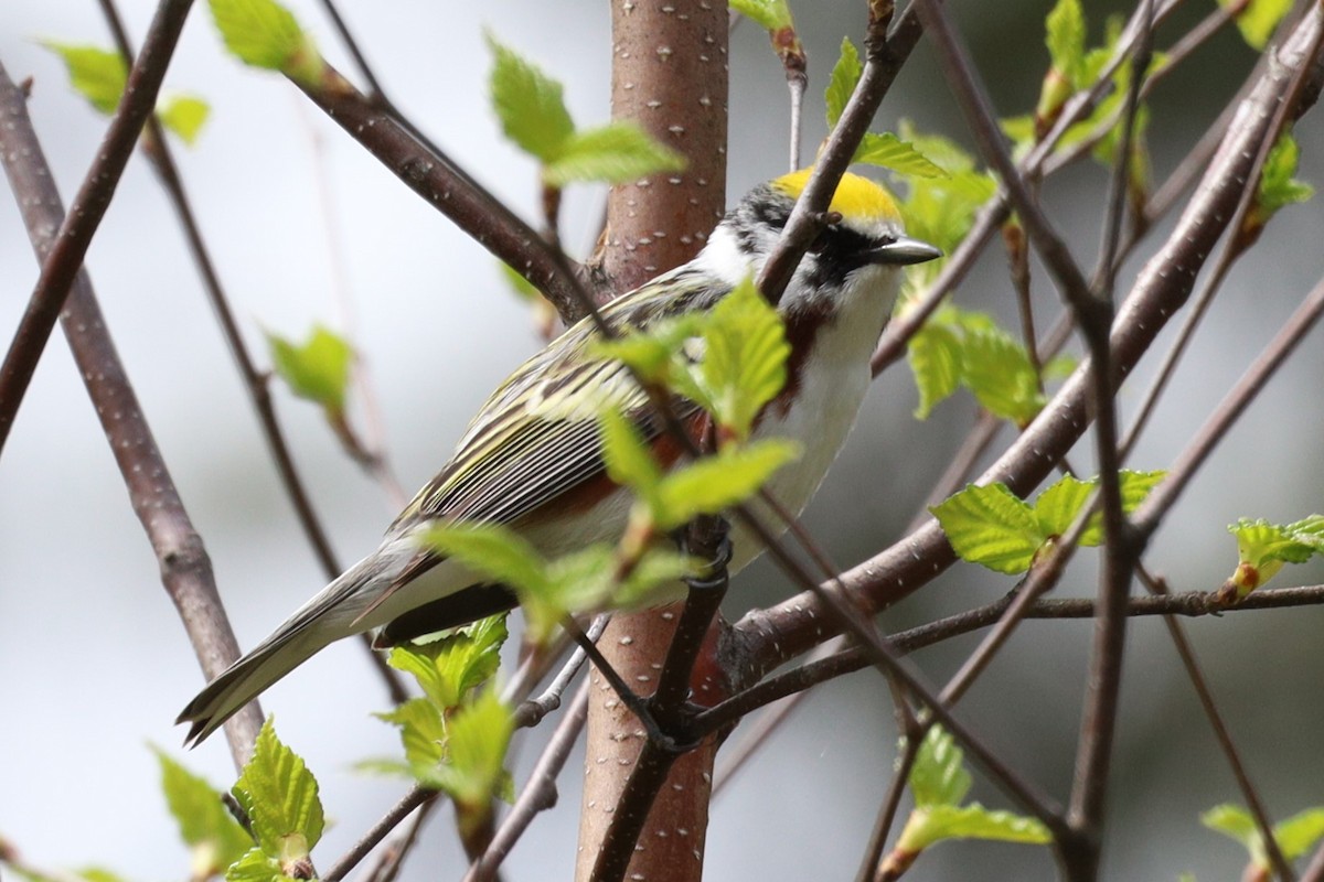 Chestnut-sided Warbler - Trent Massey