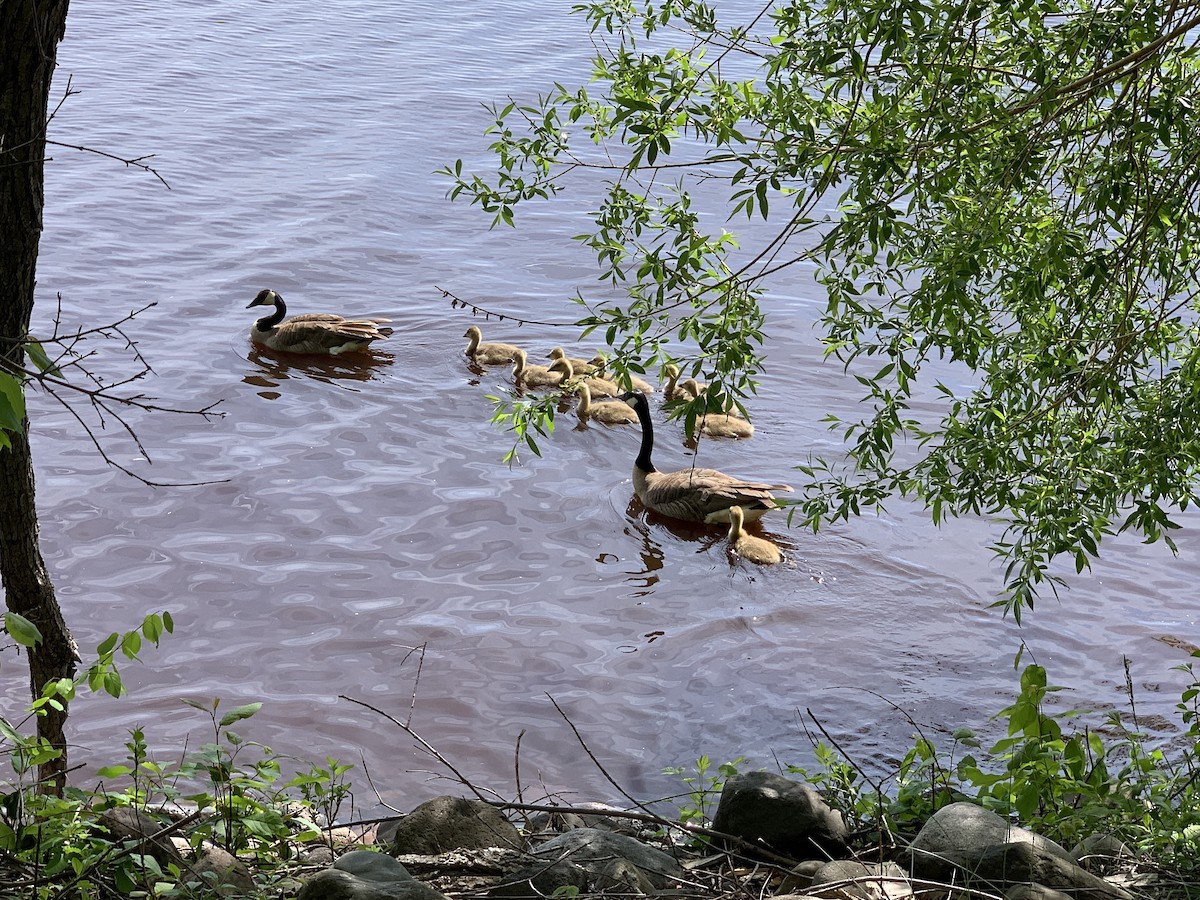 Canada Goose - ML619645223