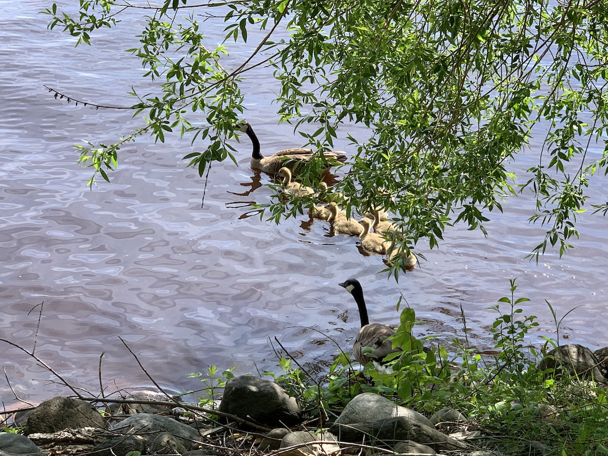 Canada Goose - August Palmer