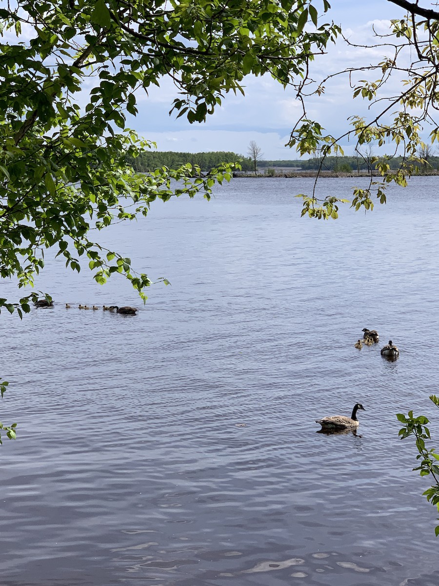 Canada Goose - August Palmer