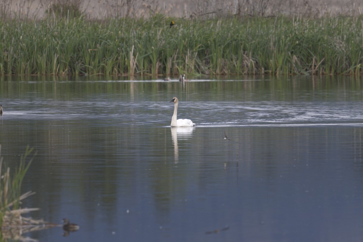 Trumpeter Swan - Anonymous