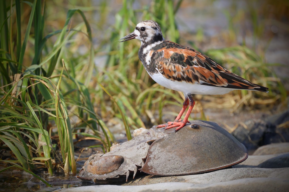 Ruddy Turnstone - Leo Weiskittel