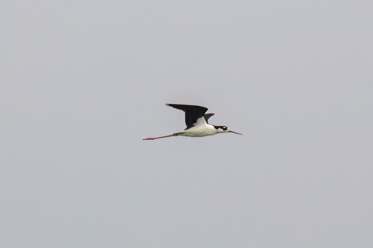 Black-necked Stilt - Joshua Malbin