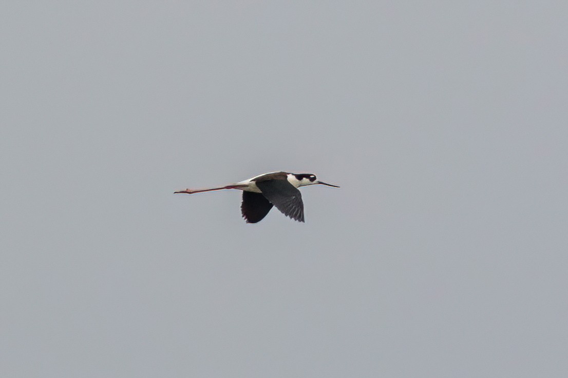 Black-necked Stilt - ML619645234