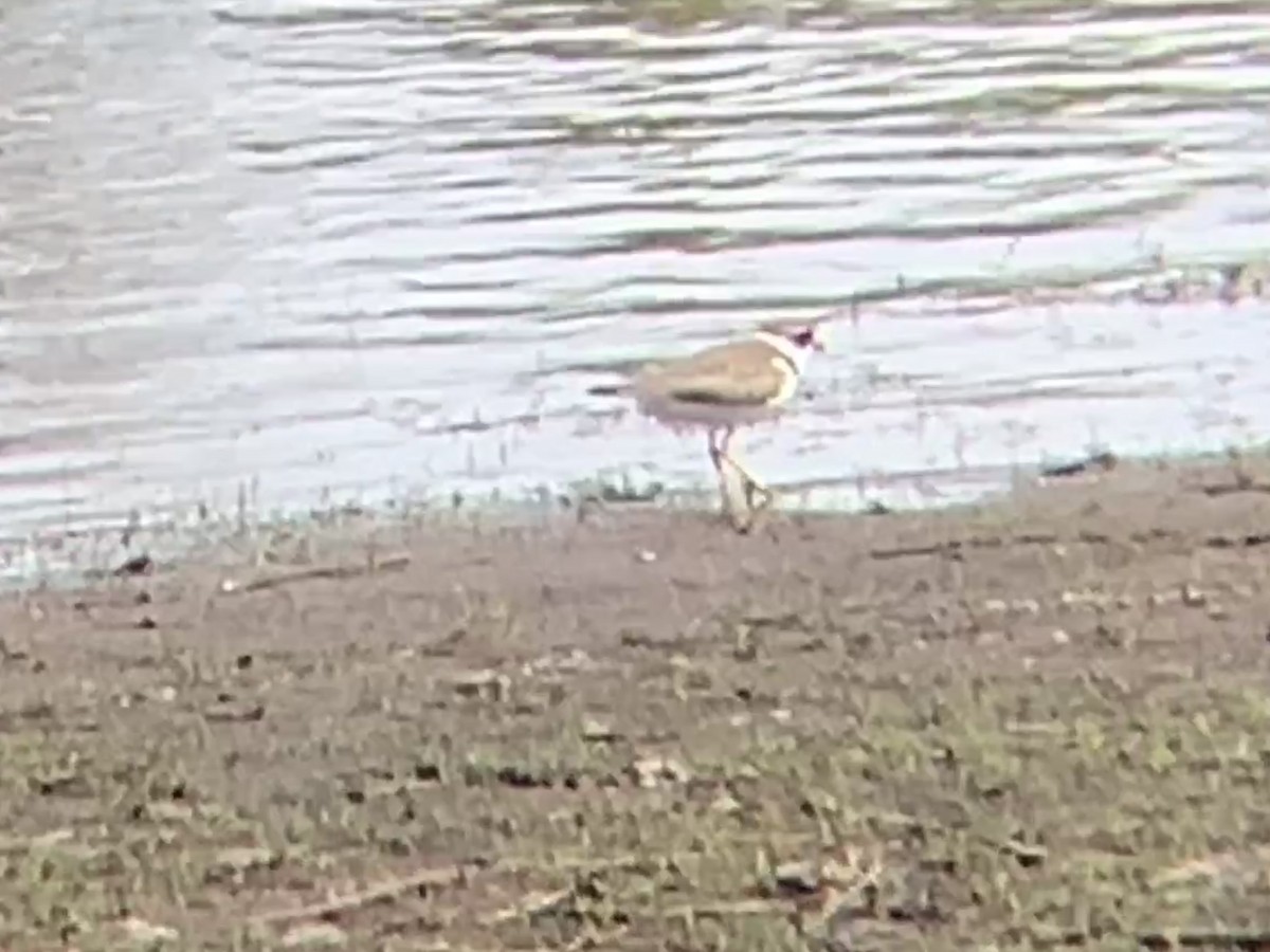 Semipalmated Plover - August Palmer