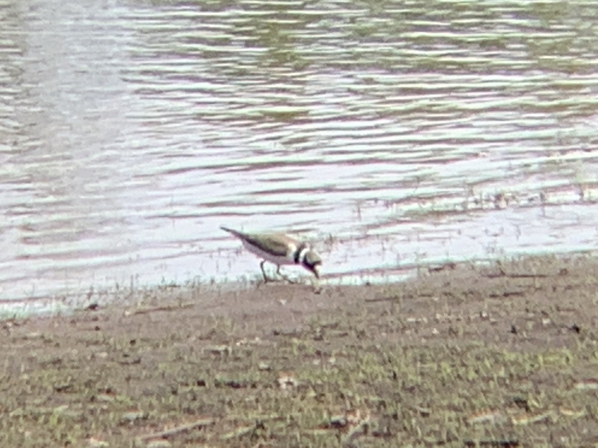 Semipalmated Plover - ML619645237