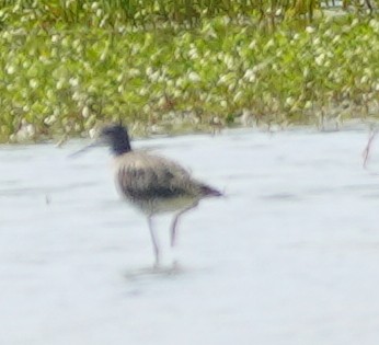 Greater Yellowlegs - John McCallister