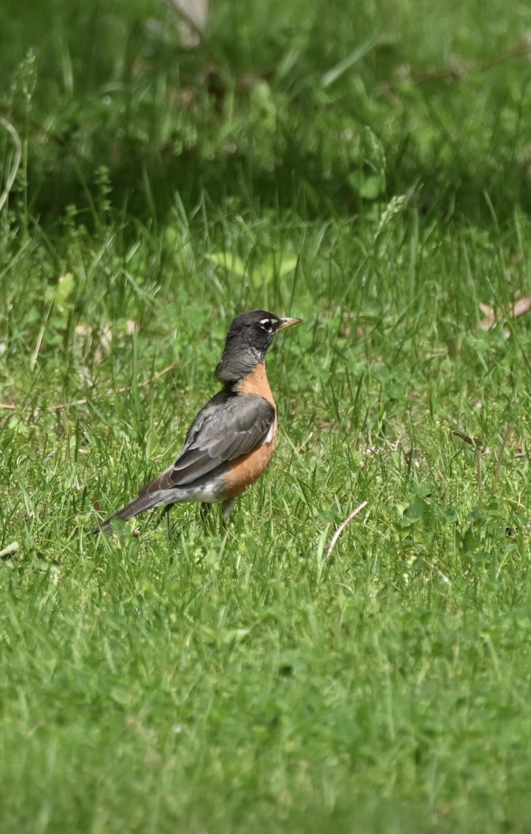 American Robin - Sylvie Rioux