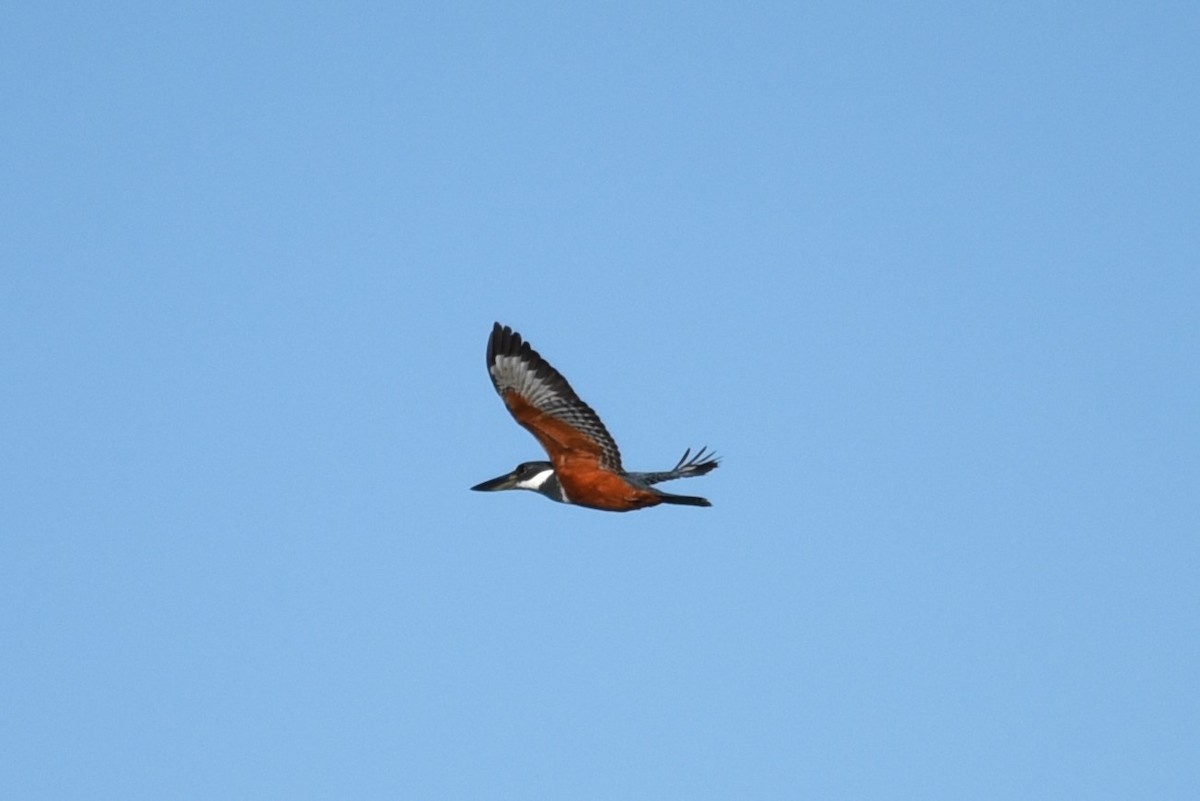 Ringed Kingfisher - ML619645253