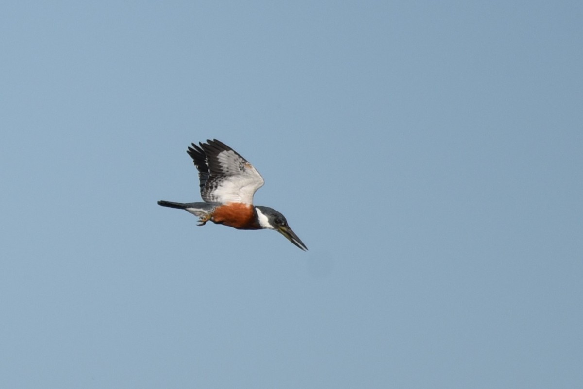 Ringed Kingfisher - ML619645254