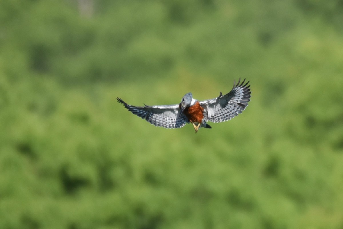 Ringed Kingfisher - ML619645257