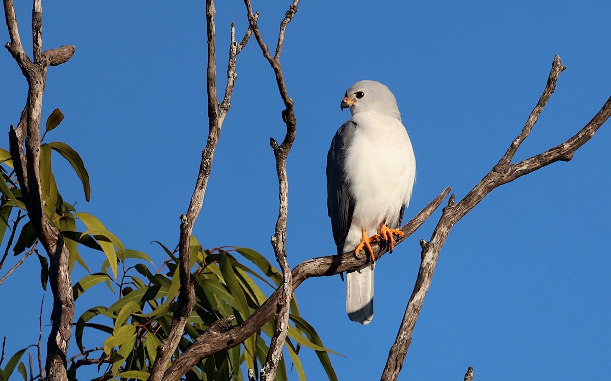 Gray Goshawk - ML619645258