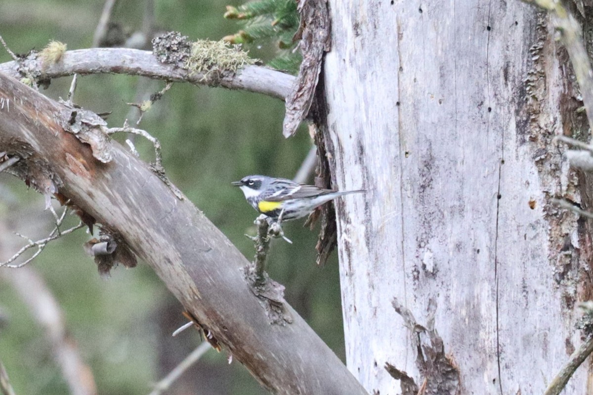 Yellow-rumped Warbler - Trent Massey