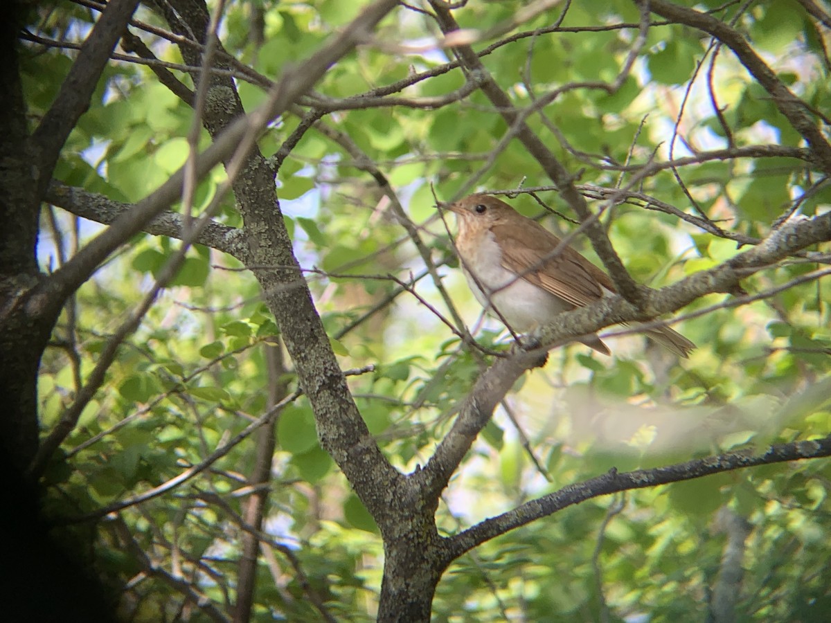 Veery - August Palmer