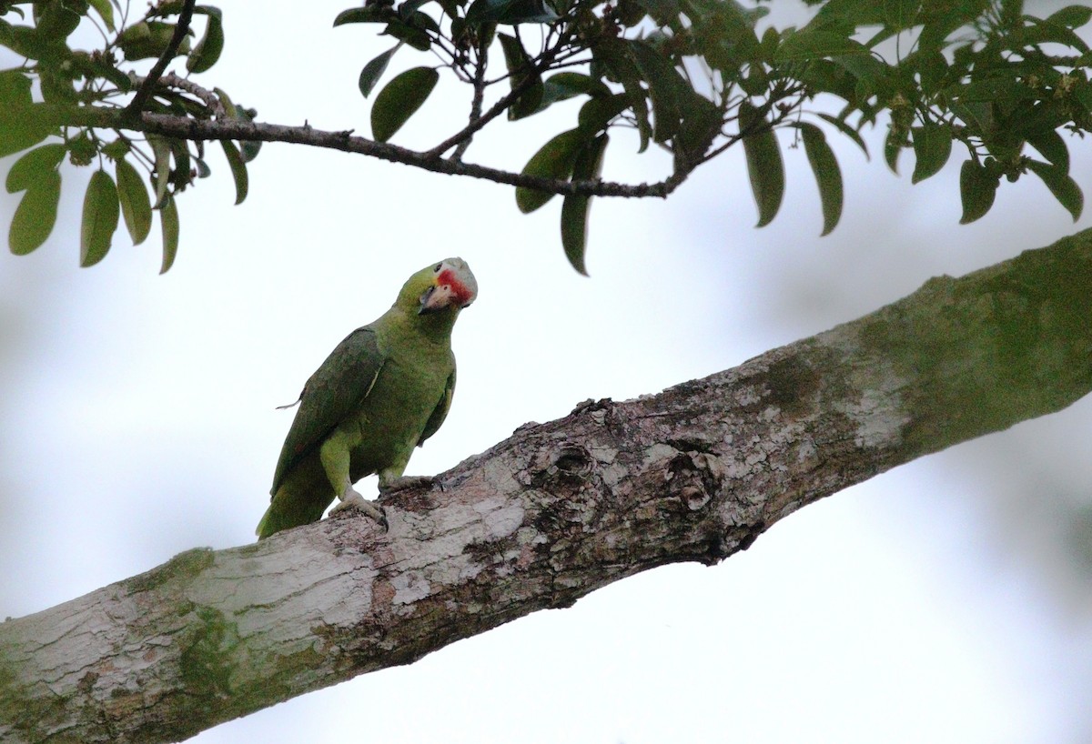 Red-lored Parrot - Richard Greenhalgh