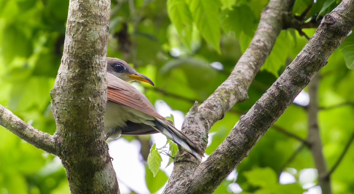 Yellow-billed Cuckoo - A Birder