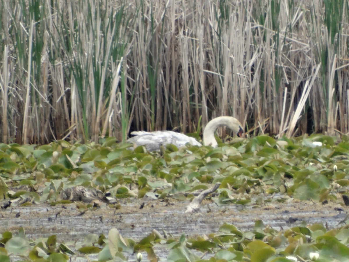 Mute Swan - ML619645303