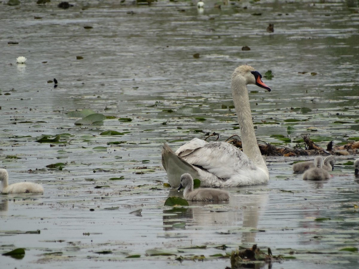 Mute Swan - Jeffrey Sharpe