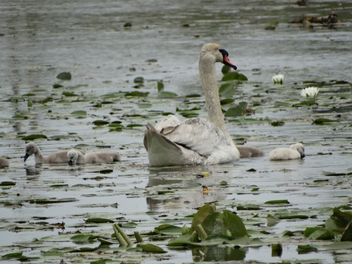 Mute Swan - Jeffrey Sharpe