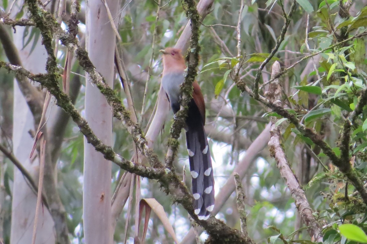 Squirrel Cuckoo - Jonathan Ehlert