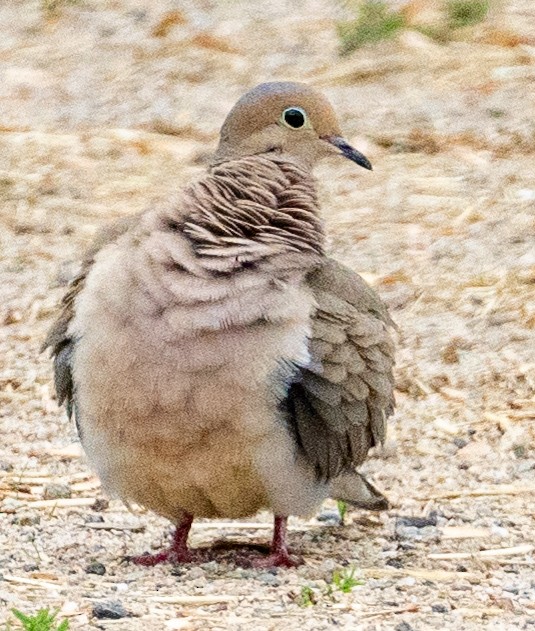 Mourning Dove - jim greenway