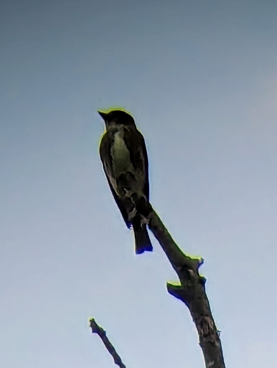 Olive-sided Flycatcher - Mike Grubb