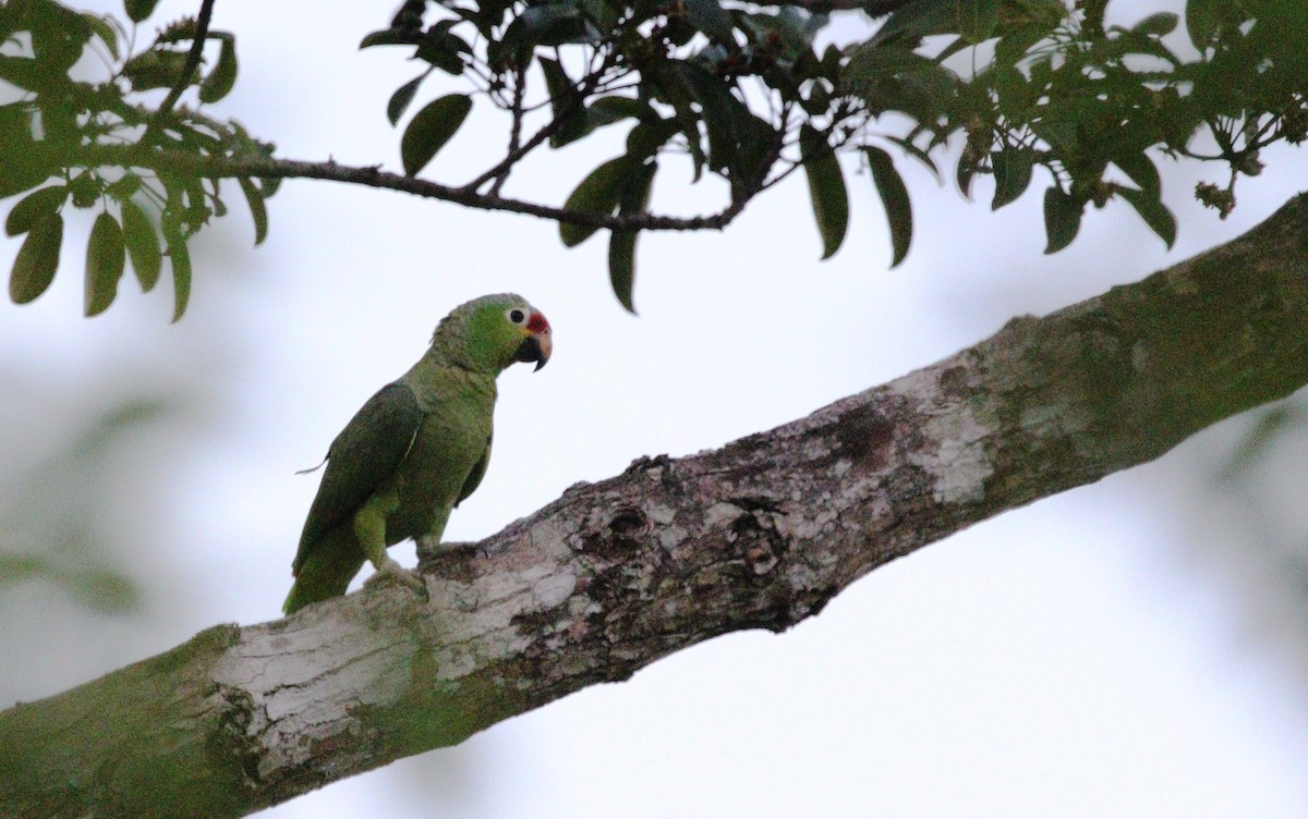 Red-lored Parrot - Richard Greenhalgh